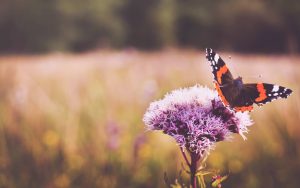 Roanoke - Things to do with your Team - Travel - Hotels4Teams