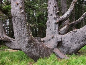 Roadside Attractions