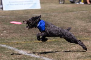 Georgia World Congress Center
