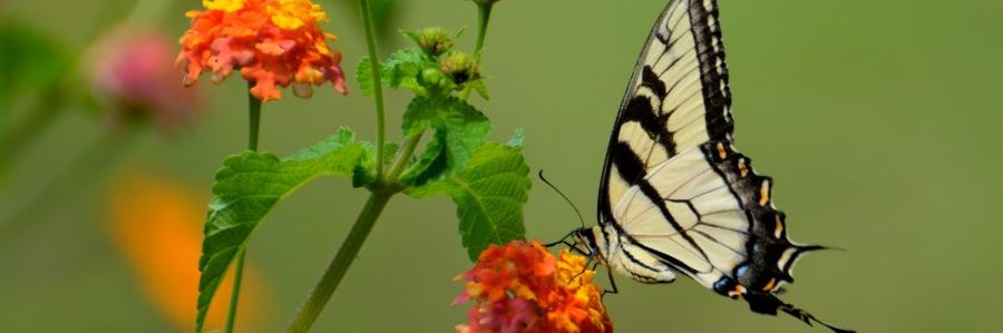 First Data Field - Outdoor Destinations First Data Field - Outdoor Destinations