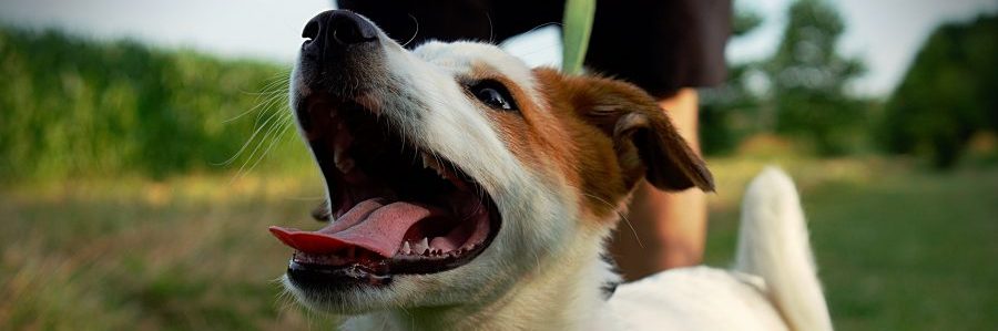 Grand Park Sports Campus - Local Festivals Grand Park Sports Campus - Local Festivals