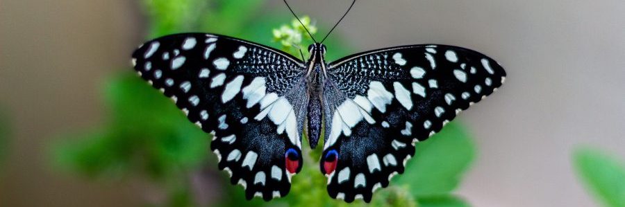 Maryville University