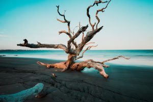 Jekyll Island Convention Center