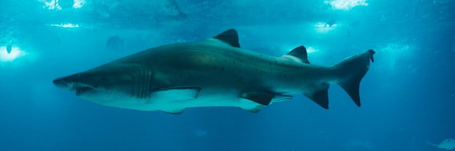 Las Vegas - Thrilling Attractions